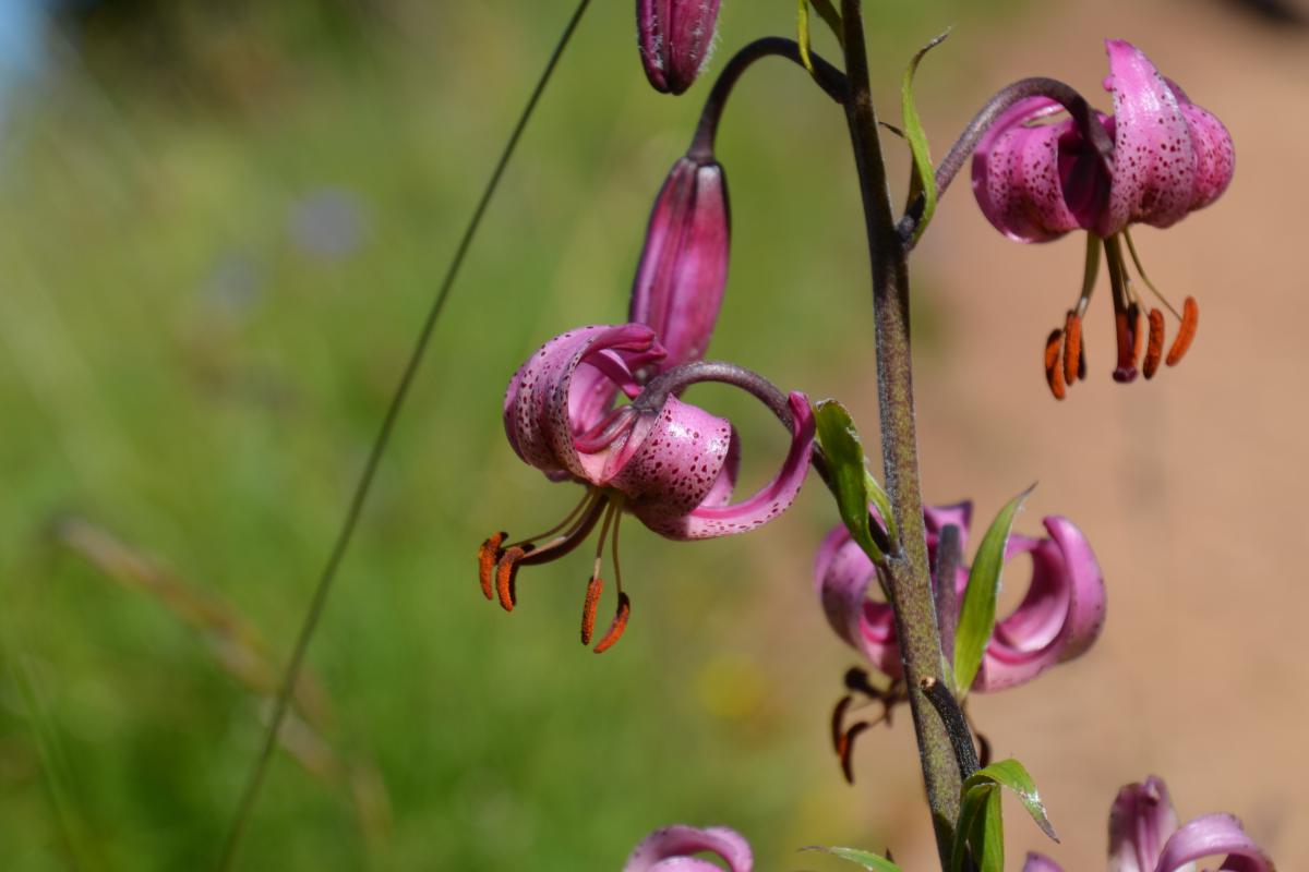 Rosengarten 11.07.2022